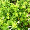 金銀花苗木綠科園藝樹形苗木盆景盆栽藤本植物木質樹狀四季金銀花