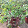 花卉精品牡丹催花牡丹5-8年苗室內盆栽花卉春節開花牡丹預定