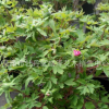年宵花卉盆栽牡丹花菏澤吃花苗牡丹園催花牡丹 春節送禮