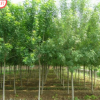 春花秋實種植 白蠟 單品主打