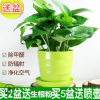 批發環保植物 綠蘿室內綠植盆栽 吸收甲醛 家庭綠色植物帶盆價