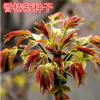 批發紅油香椿種子 四季芽苗菜種子專用 陽臺菜園 香椿樹種
