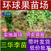 批發早熟三華李苗晚熟三華李苗李子樹苗批發15207770444環球果苗