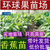 威廉斯B6香蕉苗 香蕉苗廣西香蕉香蕉組培苗組培苗 批發香蕉苗