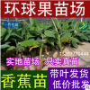批發大葉紅蓮霧苗 黑金剛蓮霧苗 黑珍珠蓮霧 香水巴掌蓮霧樹苗
