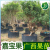 供應嘉寶果樹苗 樹葡萄苗 臺灣嘉寶果樹 廣西嘉寶果苗 環球果苗場