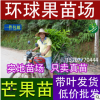 供應臺農一號芒果苗（環球果苗種植場-15207770444-黃忠俊）