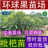 低價批發果樹 果樹苗 大量供應枇杷苗 大五星枇杷苗 品種純正