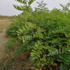 山東苗圃出售刺槐 木材富彈性耐水濕種仁含淀粉刺槐樹 量大優惠