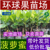 紅肉菠蘿蜜苗樹苗包郵馬來西亞一號木菠蘿樹苗嫁接苗盆栽當年結果
