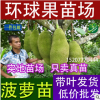 常年供應果樹 果樹苗 菠蘿蜜 正宗馬來西 一年多次開花結果