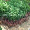 基地直銷工程綠化樹木冬青優質黃楊綠籬植物金邊冬青 金邊黃楊