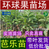 批發西瓜芭樂苗、新品種紅寶石芭樂 珍珠番石榴苗 番石榴果樹苗