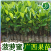正宗馬來西亞四季菠蘿蜜樹苗 嫁接紅肉菠蘿蜜苗果樹苗木菠蘿蜜苗