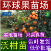 批發皇帝苗 沃柑苗 茂谷柑苗 沙糖桔苗 四會柑苗 黃金柑果樹苗