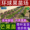 供應四季蜜芒果苗 100%純正四季蜜芒品種 蜜芒苗 廣西環球果苗場