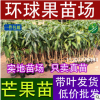 低價批發金煌芒果苗 大量供應金煌芒果苗 優良品種金煌芒果樹苗