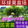 紅寶石蓮霧 蓮霧苗 臺灣蓮霧 海南蓮霧 紅寶石蓮霧品種 果樹苗木