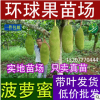 【泰國紅肉菠蘿蜜苗】紅肉樹菠蘿苗 正宗品種 菠蘿蜜 高產好口感
