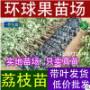 供應無核荔枝果苗，出售無核荔枝果苗，無核荔枝品種，優選品種