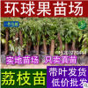 批發徑粗5-10厘米高50-80厘米荔枝高壓苗（圈枝苗）荔枝營養杯苗