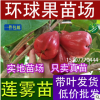 臺灣蓮霧 海南蓮霧果苗 飛彈 大葉紅 黑珍珠 香水巴掌蓮霧果樹苗