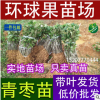 供應蜜絲棗臺灣大青棗果苗/南方優選品種/低價出售大青棗樹苗