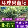 供應枇杷苗 大五星枇杷苗 解放鐘枇杷苗 早鐘六號枇杷苗