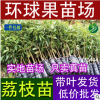 直銷專業(yè)培育、供應(yīng)荔枝苗及各種果樹苗、以及營養(yǎng)缽苗。占地苗