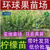 環(huán)球果苗低價(jià)批發(fā)檸檬苗 香水檸檬苗 四季檸檬苗 四季開花結(jié)果