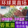供應(yīng)香蕉苗 試管苗 試管苗 香蕉苗 香蕉組培苗 抗病香蕉苗 小苗