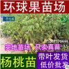 楊桃樹苗 廣西楊桃果苗場 漢塘村楊桃苗 批發(fā)楊桃苗 環(huán)球果苗場