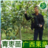 正宗臺灣青棗苗嫁接青棗樹苗 耐寒蜜絲棗苗大青棗果樹苗當(dāng)年結(jié)果