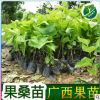 供應(yīng)長果桑苗 大果桑苗 桑樹苗 四季結(jié)果桑苗 批發(fā)廣西長果桑苗