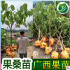 蓮霧樹苗 大葉紅 黑金剛 黑珍珠 飛彈 香水巴掌蓮霧果樹苗批發(fā)