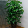 綠寶幸福樹盆栽大型室內(nèi)觀葉植物客廳辦公室綠植盆景批發(fā)不含盆
