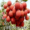 批發(fā)荔枝苗 無(wú)核荔枝苗 嫁接果樹(shù)苗 荔枝苗 當(dāng)年結(jié)果荔枝苗