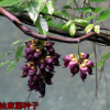 四季常青爬藤攀援植物樹(shù)種油麻藤種子牛馬藤大血藤雀兒花紫藤種子