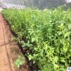 供應藍莓小苗 常年銷售優質品種藍莓小苗 送種植技術