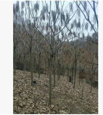 開原苗圃 基地直銷梧桐 精品行道樹 小苗批發