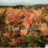 彩葉桂花樹 珍珠五彩桂小苗 園林綠化彩化新奇特品種