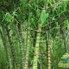 批發 羅漢竹 佛肚竹 大型室內盆栽竹子 觀賞類竹子盆景 量大價優