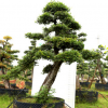 新藝園林 庭院別墅耐寒盆景 北方室外過(guò)冬盆栽 造型樹(shù) 大喬木榆樹(shù)