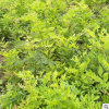 批發(fā)藤本植物 紫藤 紫藤苗紫藤樹苗當年開花公園長廊攀爬爬藤