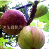 苗鋪直銷嫁接無花果樹苗 根系發(fā)達帶果發(fā)貨 包成活 品種齊全