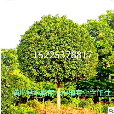 基地供應(yīng)桂花樹 金桂樹丹桂四季桂花 八月桂花 綠化工程耐寒桂花 使用期限：2018.6.14-2018.7.15 ￥0 滿0元可用 立即領(lǐng)取 ￥0 滿0元可用 立即領(lǐng)取 ￥0 滿0元可用 立即領(lǐng)取 ￥