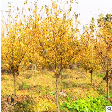庭院綠植臘梅 耐寒臘梅樹 園藝植物 園林小區(qū)綠化樹木批發(fā)