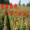 批發青楓小苗 大規格青楓樹苗 優質青楓種子