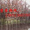大量供應速生紅葉李小苗 大規格紅葉李樹苗 工程綠化苗