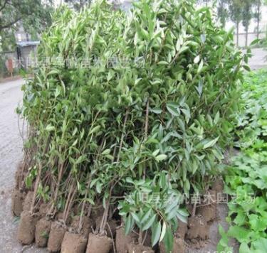 供應(yīng)園林綠化苗木 法國冬青苗 珊瑚樹苗量大從優(yōu)